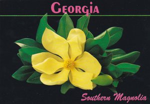 Southern Magnolia Georgia