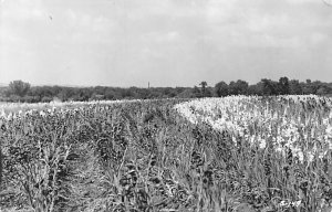 Flower Field real photo Mason City, Iowa  