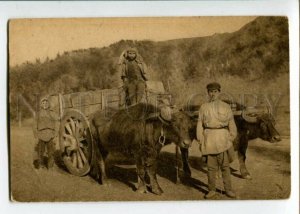 3106475 CAUCASUS Abkhazia Buffaloes in carriage Vintage PC