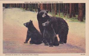 Black Bears Yellowstone National Park Wyoming