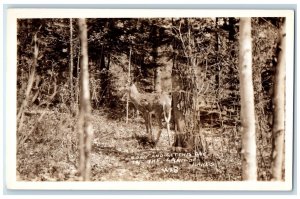 c1930's Deer Fawn In The Land Of Lakes Wisconsin WI, Forest RPPC Photo Postcard