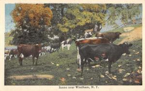 Windham New York Cow Pasture Scene Antique Postcard K39761