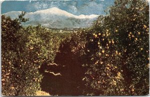 c1930 REDLANDS CALIFORNIA ORANGE GROVE SNOW-CAPPED MOUNTAIN POSTCARD 42-77