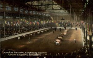 Toronto Canadian National Exhibition Livestock Old Postcard