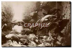 Old Postcard Fish Aquarium Fish Salammbo Basin Corbs