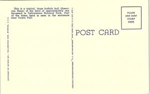 c1935 YELLOWSTONE PARK WYOMING BUFFALO AMERICAN BISON BULL LINEN POSTCARD 41-122