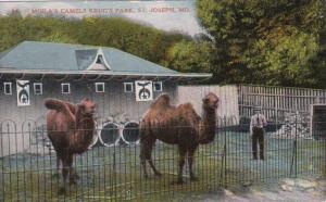 Missouri St Joseph Moila's Camels Krug's Park 1910