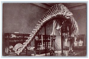 Field Museum Natural History Dinosaur Skeleton From Colorado Chicago IL Postcard