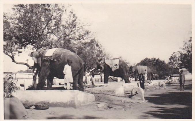 Indian Elephants and Their Handlers Photo