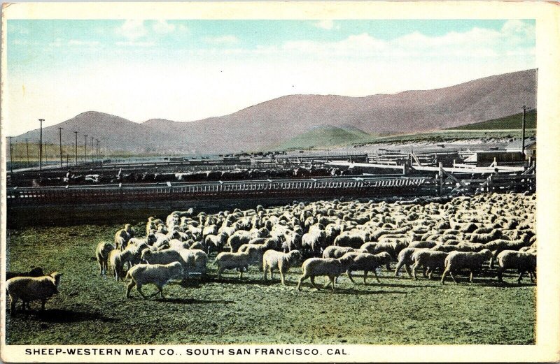 Sheep Western Meat Co South San Francisco California Ca Antique Db Postcard 