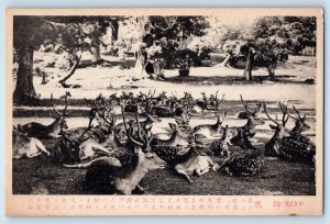 Nara Nara Prefecture Japan Postcard Group of Deer Animal Sitting c1930's