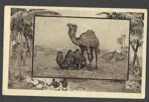 Ca 1909 PPC* FROM TEDDY ROOSEVELT AFRICAN EXHIBITION SERIES CAMEL MINT