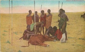 Africa C-1910 Masai Killing Cattle Phelps Publishing Postcard 20-10105