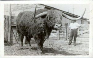 Vintage Yak Cattle Cow Farming Ranching RPPC Postcard NS