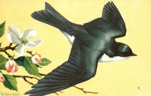 Vintage Postcard Tree Swallow Iridoprocne Bicolor From Alaska to Mexico Birds