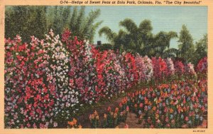 Vintage Postcard 1948 Hedge of Sweet Peas Flowers Eola Park Orlando Florida FL