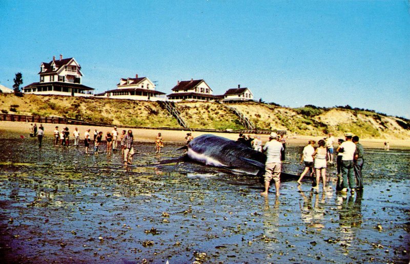 MA - Cape Cod. Whale Aground