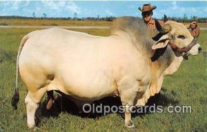 Grand Champion Brahman Bull Emperor Manson, Central Florida, USA Cow Unused 