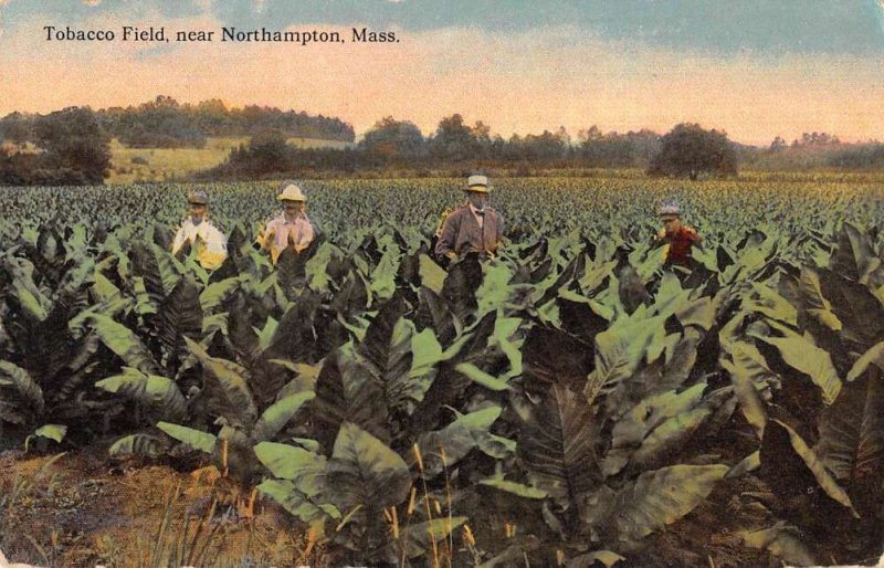 Northampton Massachusetts Tobacco Field Vintage Postcard AA19923