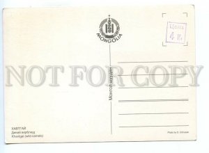 498848 Mongolia wild camel Old photo Urtnasan postcard