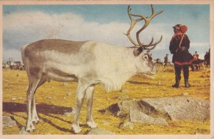 Lappland Sweden Old Postcard