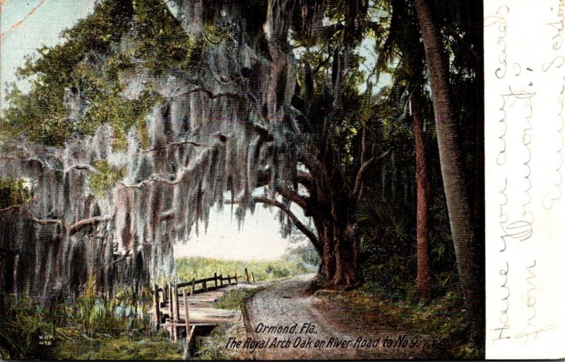 Florida Ormond The Royal Arch Oak On River Road To No 9 1907