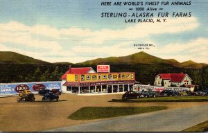 New York Adirondacks Lake Placid Sterling Alaska Fur Farms Curteich