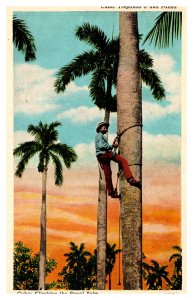 Postcard Cuba Climbing the Royal Palm