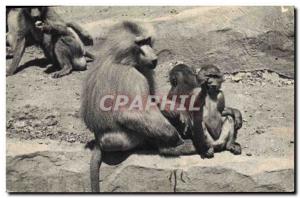 Postcard Old Wood Monkey Zoo de Vincennes Paris Zoo A family of monkeys Hamad...