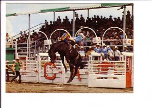 Bareback Bronc Riding, Calgary Exhibition and Stampede, Alberta