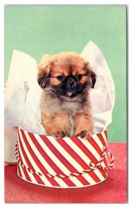 Pekingese? Pomeranian? PUPPY DOG in Hat Box ~  c1950s  Plastichrome  Postcard