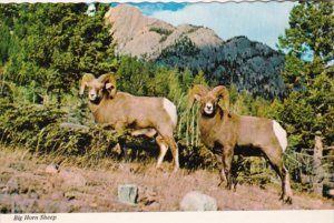 Big Horn Sheep