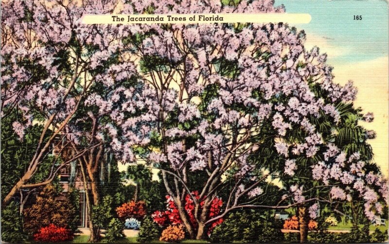 Florida Jacaranda Trees Scenic Tropical Foliage Linen Cancel WOB Postcard 