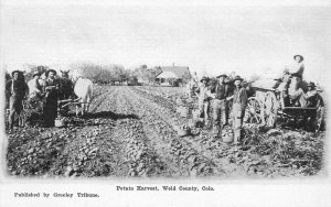 c1905 Weld County Colorado Farm Agriculture Potato Harvest Occupation Postcard