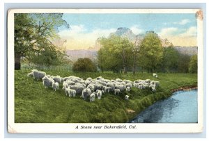 C. 1915-20 Herd Of Sheep Bakersfield California Vintage Postcard F52