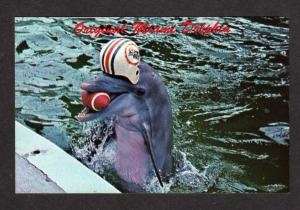 FL Miami Dolphins Football Team Seaquarium Aquarium FLORIDA Postcard Animals