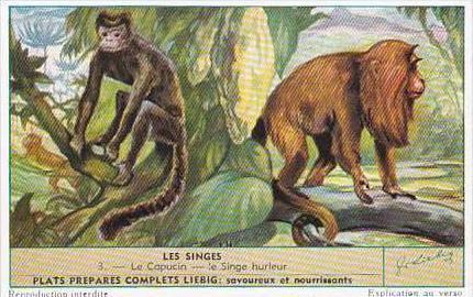 Liebig S1604 Monkeys II No 3 Le Capucin le Singe Hurleur