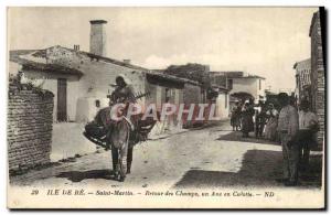 Old Postcard Donkey Mule Ile de Re Saint Martin Back fields an ass in panties