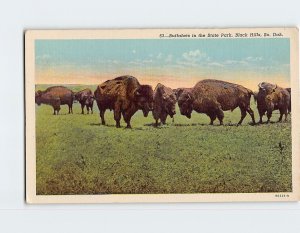 M-122912 Buffaloes in the State Park Black Hills South Dakota