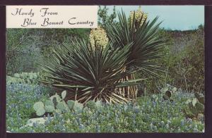 Howdy From Blue Bonnet Country TX Postcard 3736