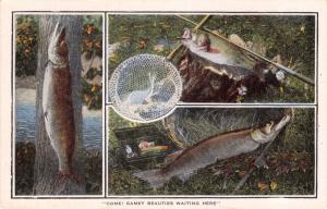 GAMEY BEAUTIES WAITING HERE~MUSKIE~PIKE~BASS~FISHING SPORTS POSTCARD 1920s