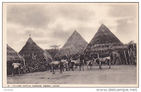 Village Cattle Farming , Sierra Leone , 00-10s