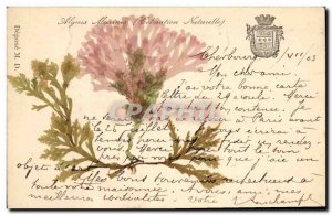 Old Postcard Fantasy Flowers dried Seaweed natural coloring