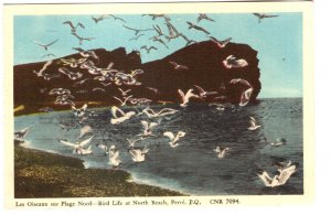 Bird Life at North Baech, Perce, Quebec