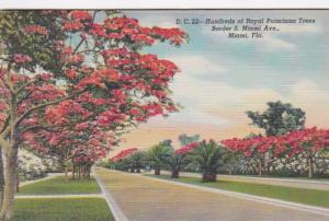 Florida Miami Royal Poinciana Trees Along South Miami Avenue 1945 Curteich