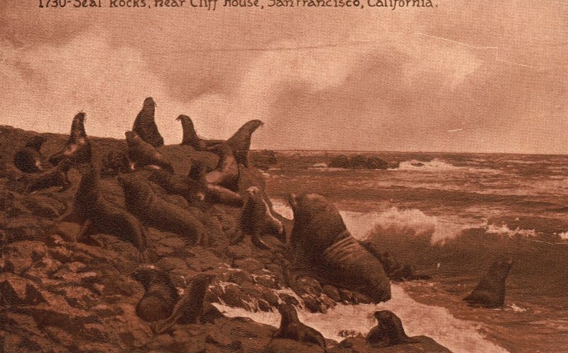 Vintage Postcard 1910's Seal Rocks near Cliff House San Francisco California CA