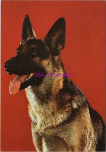 Animals Postcard - Pet Dogs, German Shepherd, Alsatian Dog RR20509