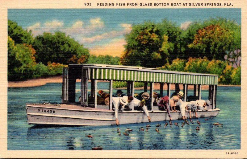 Florida Silver Springs Feeding Fish From Glass Bottom Boat Curteich