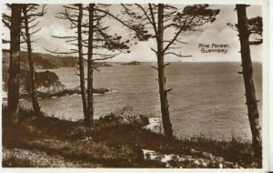 Channel Islands Postcard - Pine Forest - Guernsey - Real Photograph - Ref TZ6374