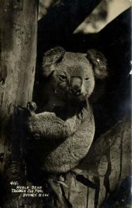 australia, SYDNEY, N.S.W., Taronga Zoo Park, Koala Bear (1930s) RPPC